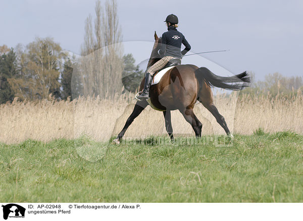 ungestmes Pferd / running horse / AP-02948