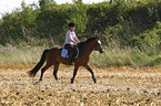 Frau reitet Deutsches Reitpony ber Stoppelfeld