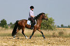 Frau reitet Deutsches Reitpony ber Stoppelfeld