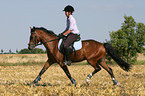 Frau reitet Deutsches Reitpony ber Stoppelfeld