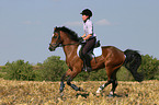 Frau galoppiert mit Deutschem Reitpony ber Stoppelfeld