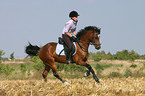 Frau galoppiert mit Deutschem Reitpony ber Stoppelfeld