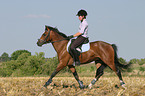 Frau reitet Deutsches Reitpony ber Stoppelfeld