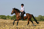 Frau reitet Deutsches Reitpony ber Stoppelfeld