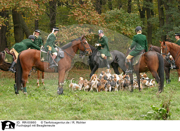 Fuchsjagd mit Beaglemeute / fox hounting with beagle mob / RR-00860