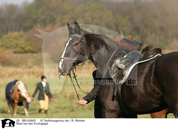 Rast bei der Fuchsjagd / RR-00865