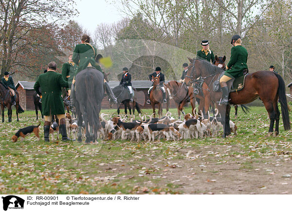 Fuchsjagd mit Beaglemeute / fox hounting with beagle mob / RR-00901