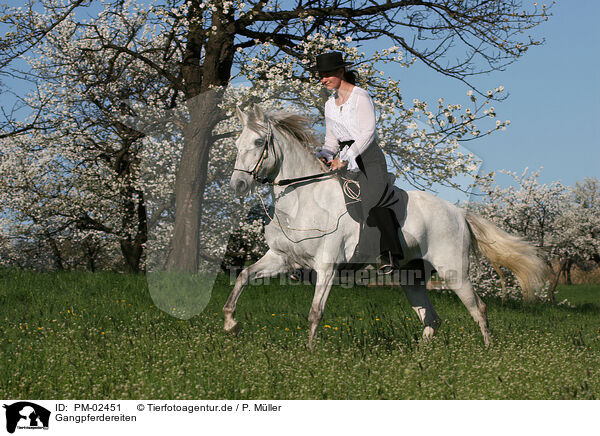 Gangpferdereiten / PM-02451