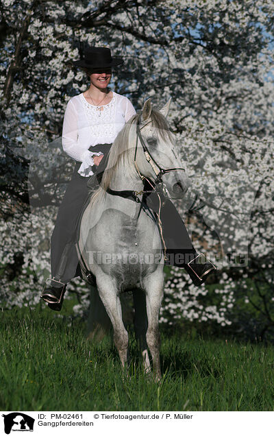 Gangpferdereiten / riding / PM-02461