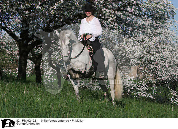 Gangpferdereiten / PM-02462