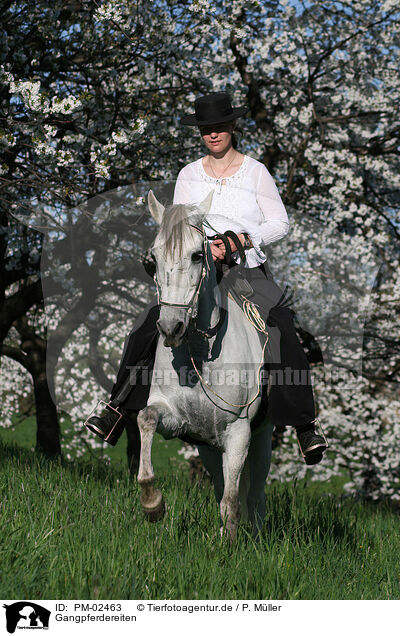 Gangpferdereiten / riding / PM-02463