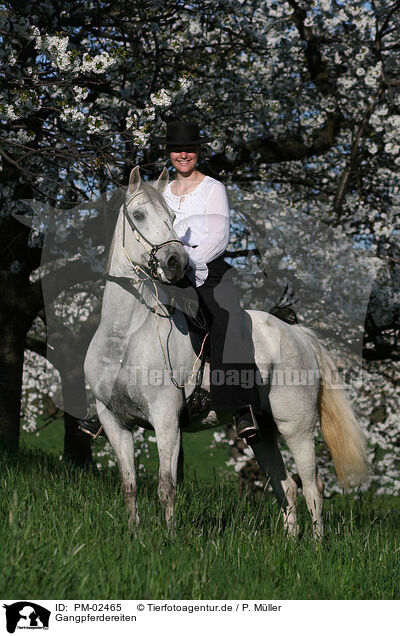 Gangpferdereiten / riding / PM-02465