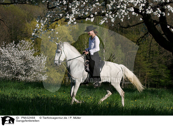 Gangpferdereiten / riding / PM-02468