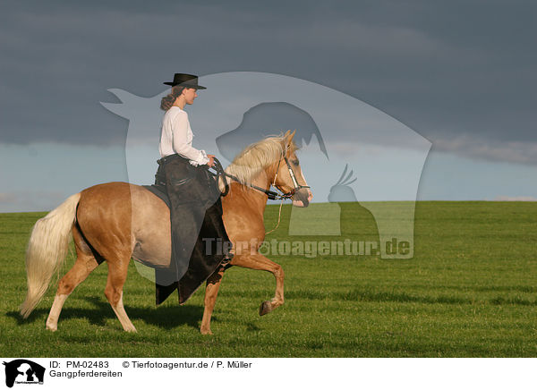 Gangpferdereiten / riding / PM-02483