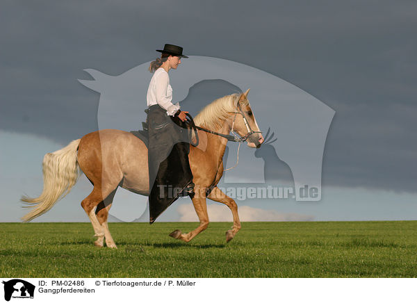 Gangpferdereiten / riding / PM-02486