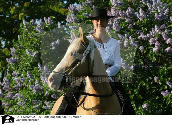Gangpferdereiten / riding / PM-02492