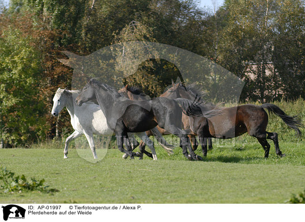 Pferdeherde auf der Weide / herd of horses on meadow / AP-01997