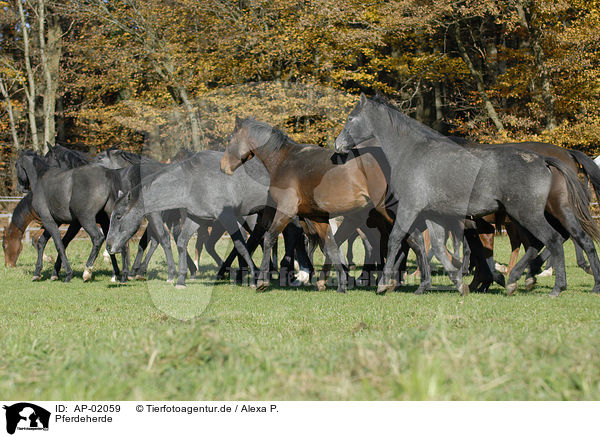 Pferdeherde / herd of horses / AP-02059