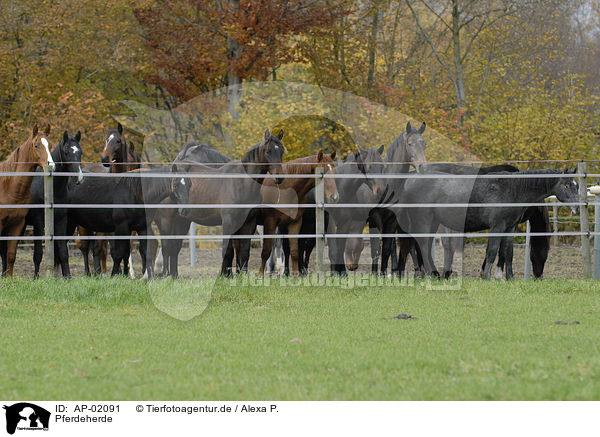 Pferdeherde / herd of horses / AP-02091