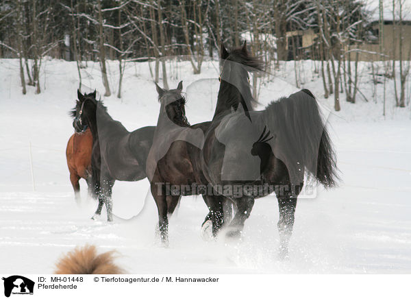 Pferdeherde / herd of horses / MH-01448