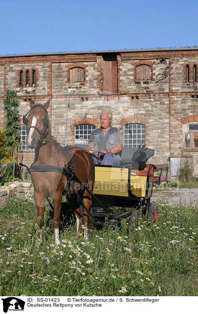 Deutsches Reitpony vor Kutsche / SS-01423