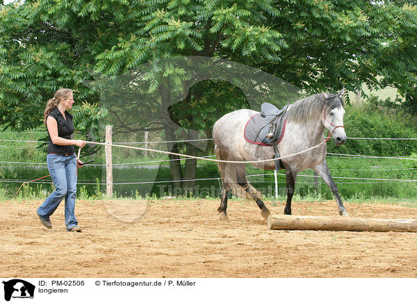 longieren / to lunge / PM-02506