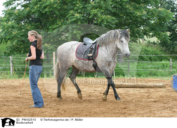 Bodenarbeit / Shetland Pony / PM-02510