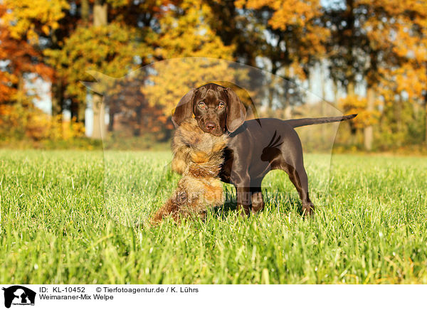 Weimaraner-Mix Welpe / mongrel puppy / KL-10452