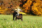 Weimaraner-Mix Welpe