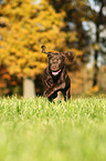 Weimaraner-Mix Welpe