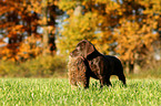 Weimaraner-Mix Welpe