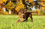 Weimaraner-Mix Welpe