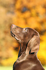 Weimaraner-Mix Welpe