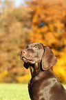 Weimaraner-Mix Welpe