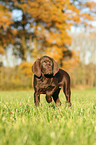 Weimaraner-Mix Welpe