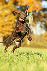 Weimaraner-Mix Welpe