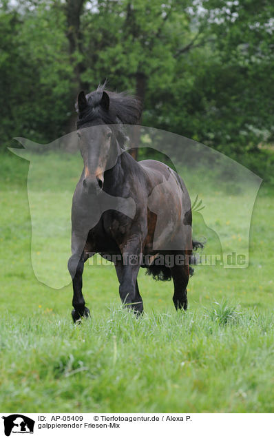galppierender Friesen-Mix / AP-05409