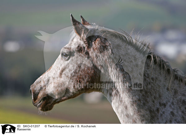 Rassemix / crossbreed / SKO-01207