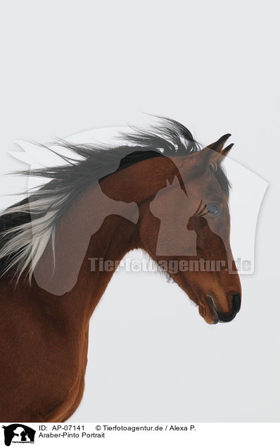 Araber-Pinto Portrait / halfbreed Portrait / AP-07141