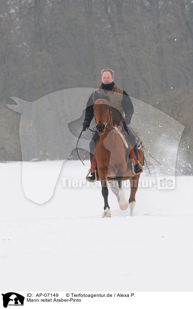 Mann reitet Araber-Pinto / man rides halfbreed / AP-07149
