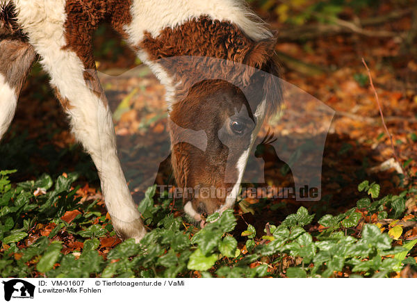 Lewitzer-Mix Fohlen / crossbreed foal / VM-01607