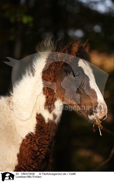 Lewitzer-Mix Fohlen / crossbreed foal / VM-01608