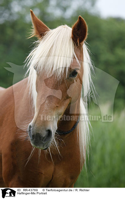 Haflinger-Mix Portrait / RR-43769
