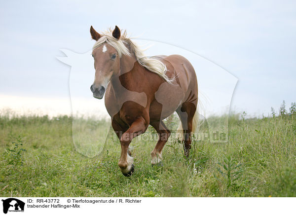 trabender Haflinger-Mix / RR-43772