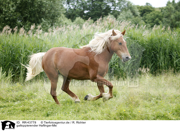 galloppierender Haflinger-Mix / galloping crossbreed / RR-43778