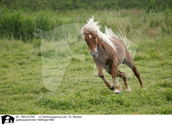 galloppierender Haflinger-Mix / galloping crossbreed / RR-43789