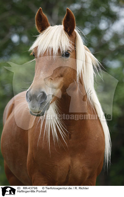 Haflinger-Mix Portrait / crossbreed portrait / RR-43798