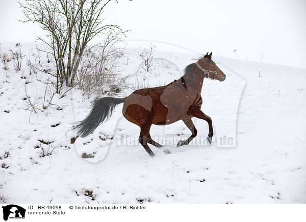 rennende Stute / running mare / RR-49098