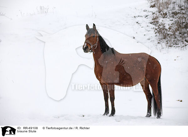 braune Stute / brown mare / RR-49108