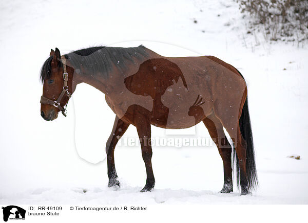 braune Stute / brown mare / RR-49109